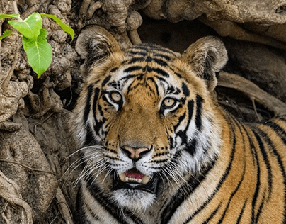 India's Bengal Tigers
