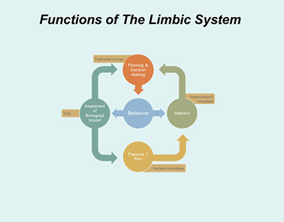 Key functions of the limbic system