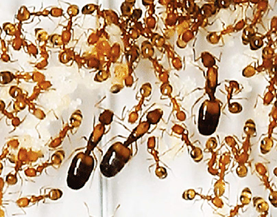 Ant Extermination Coconut Creek