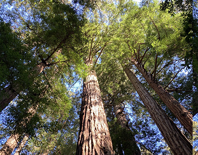 Muir Woods National Monument, California, USA