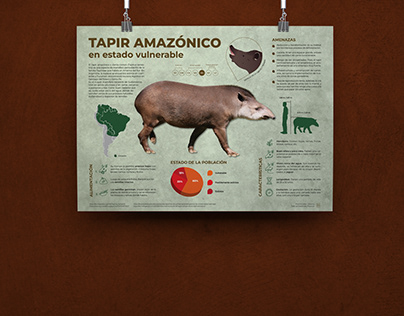 Infografía - Tapir Amazónico