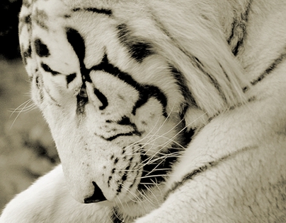 The White Tiger I