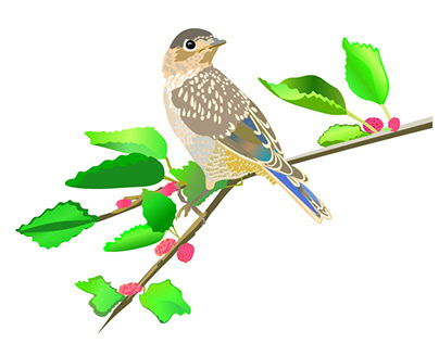 Bird Illustrations and Photos