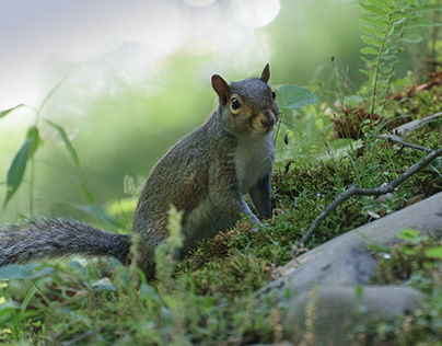 Squirrel of the Enchanted Forest
