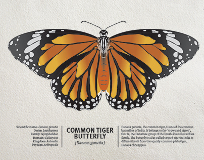 Entomology Butterfly Art Print