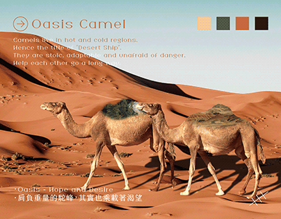 【Oasis Camel】
