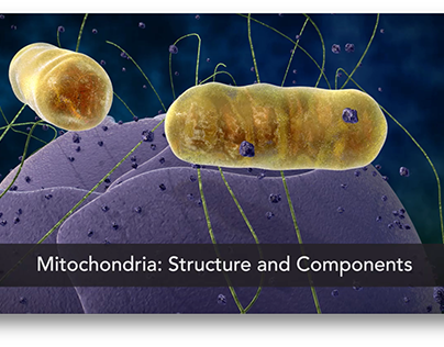 Mitochondria: Structure and Components