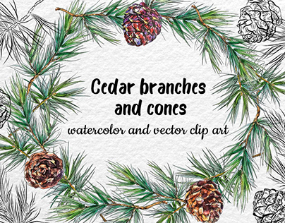 Cedar branches and cones. Watercolor and vector clip ar