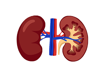 Educate kids about kidney