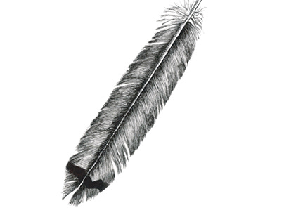 Feather using ink pen