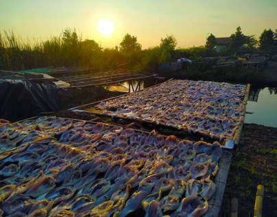 Drying the fish in the morning