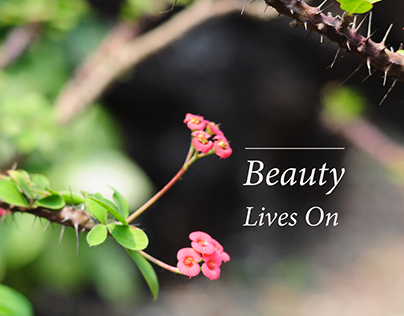 Beauty Lives On -  A Personal Film