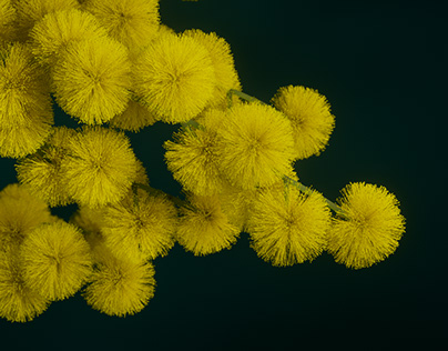 Flora – Golden Wattle