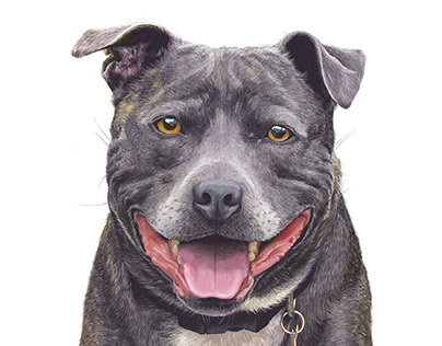 Dog Portrait - 'Bodhi' the Staffy