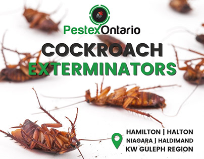 Cockroach Extermination