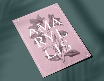 Typeface - Amaryllis
