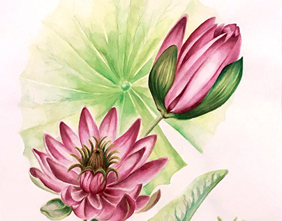 Ilustración botánica / Botanical Illustration