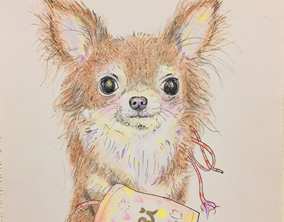 chihuahua by color pen