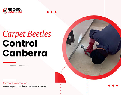 Carpet Beetles Control Canberra