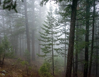 Foggy Forest on Rainbow Hill