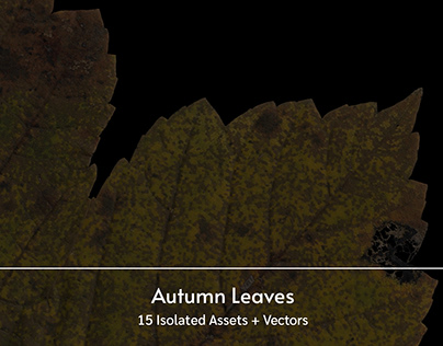 Autumn Leaves – 15 Isolated Assets