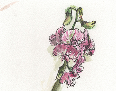 Garden Flowers (in pen + watercolour)