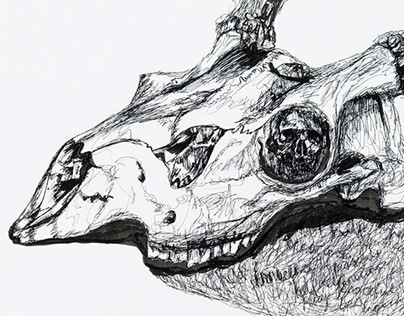 deer skull/human skull