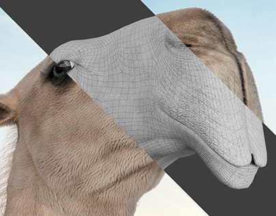 The year of Camels | 3D Modeling