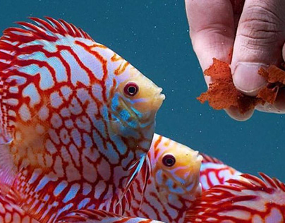 Ornamental Fish Feeding