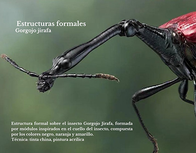 Estructura formal sobre el insecto Gorgojo Jirafa