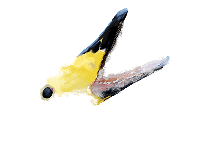 Digital Painting of Whooper Swan
