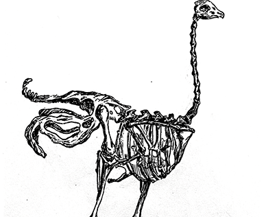 ostrich study