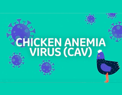 Motion Graphics Chicken Anemia VIrus