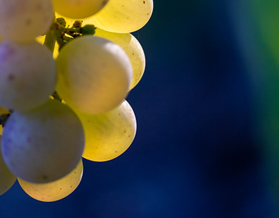Chasselas grapes in Switzerland, 2020
