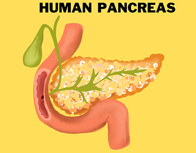 Human Pancreas Illustration