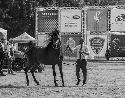 Glimpse of Bruges Arabian Horse Event 2022