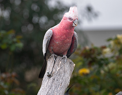 Who are you calling a Galah?