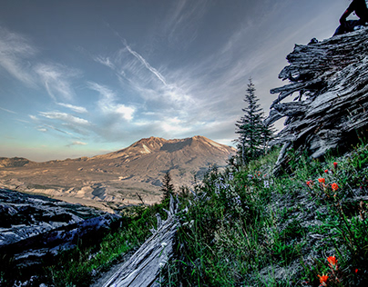 Flowers at Mt. St. Helens