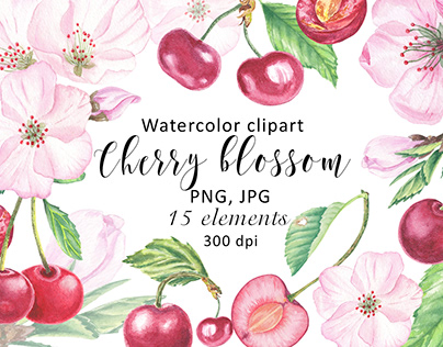 Watercolor Clipart Cherry Flower Blossom