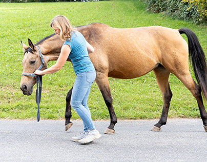 Physiotherapeutische Übungen Pferd