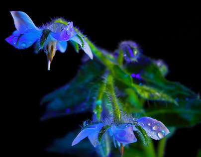BORAGE A beautiful flower always humbly looks down.
