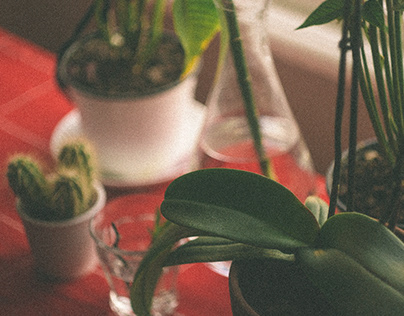 A PORTRAIT OF MY PLANTS AND SELF
