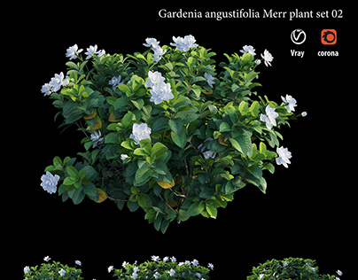 Gardenia angustifolia Merr plant