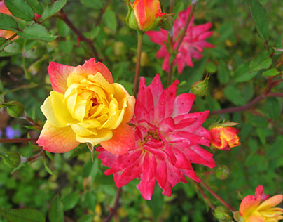 Wild Rose Yellow and Rose