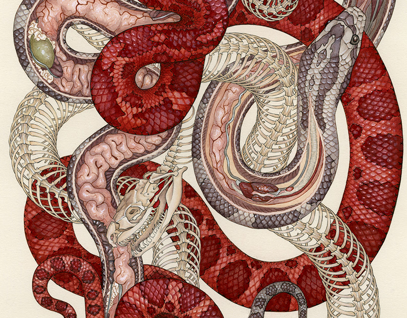 Какое тело у змей. Анатомия питона. Анатомия змей. Организм змеи. Змея в разрезе.