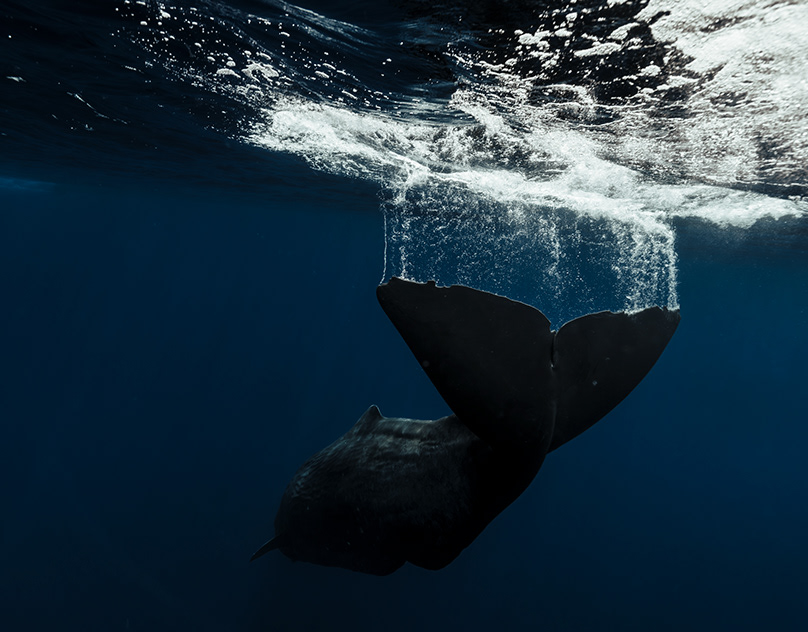 Underwater & Ocean Conservation Photography & Filmmaking