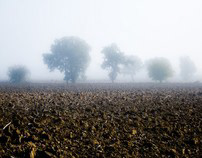 Fog's land