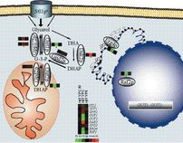 Glycerol Metabolism - rsf1 mutant microarray