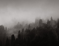 Dark forests
