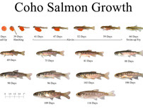 Salmonid Development Comparison